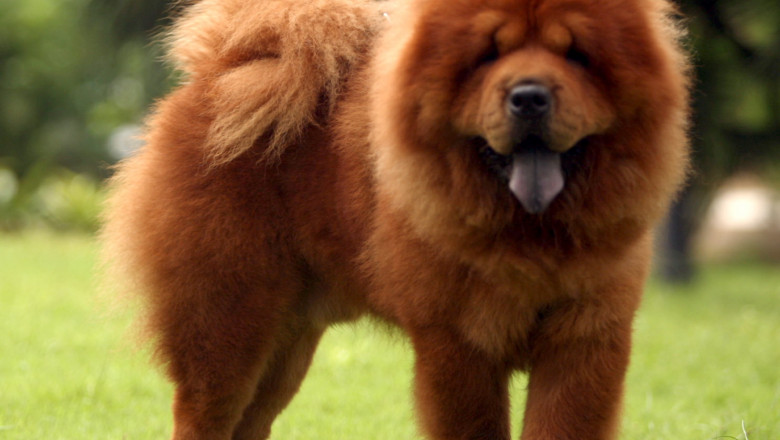 chow-chow-dog-hd-wallpapers-cool-desktop-widescreen-pictures