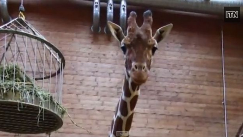 marius girafa