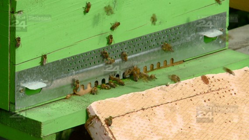 targul apicultorilor 22