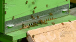 targul apicultorilor 22