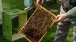 targul apicultorilor 21