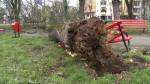 copac cazut 02