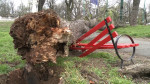 copac cazut 05
