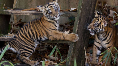 sumatran-tiger-cubs