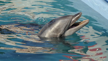 delfini delfinariu mediafax