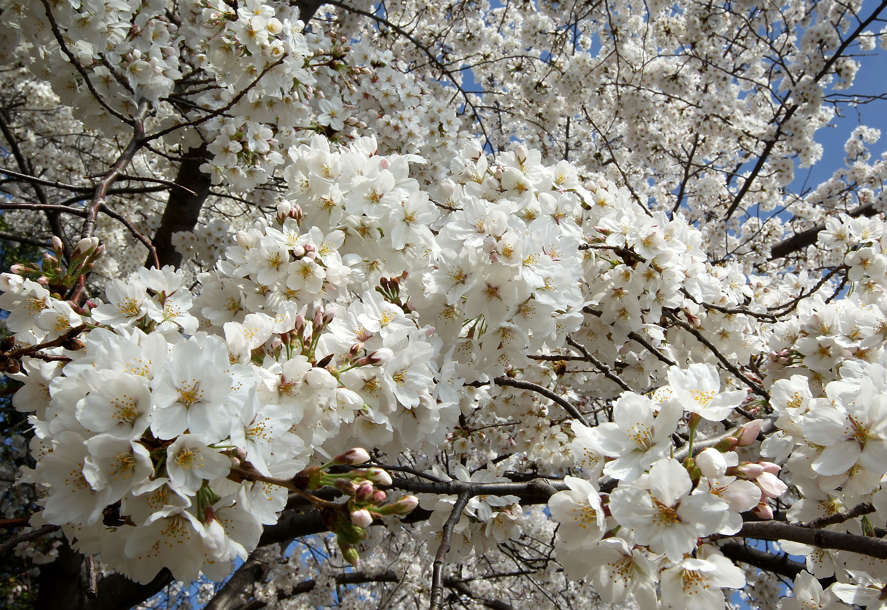 Ajutorul de stat pentru livezile afectate de înghețul din 2025 a intrat în vigoare: fermierii pot primi până la 2.000 euro/hectar