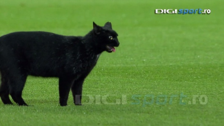 pisica neagra la meci