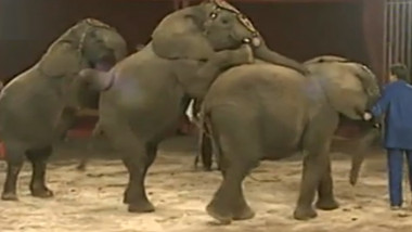 elefant circ