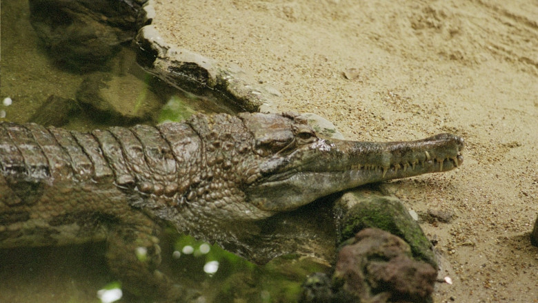Crocodylus cataphractus