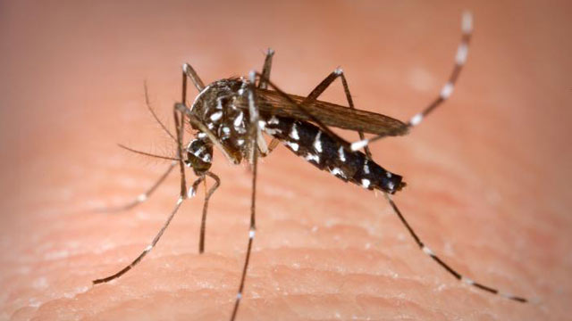Cum vă puteți proteja de infectarea cu virusul West Nile transmis de țânțari. Avertismentul INSP pentru această perioadă