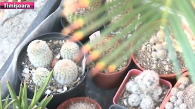 cactusi prima