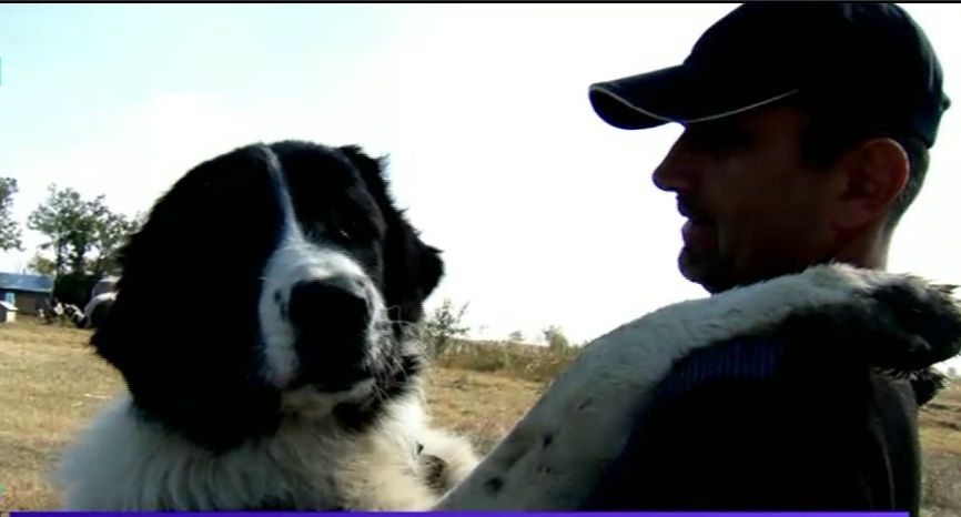 Câini de lucru din România, la căutare în Italia. Ciobănescul mioritic și cel de Bucovina, printre cei mai aprigi străjeri ai stânelor