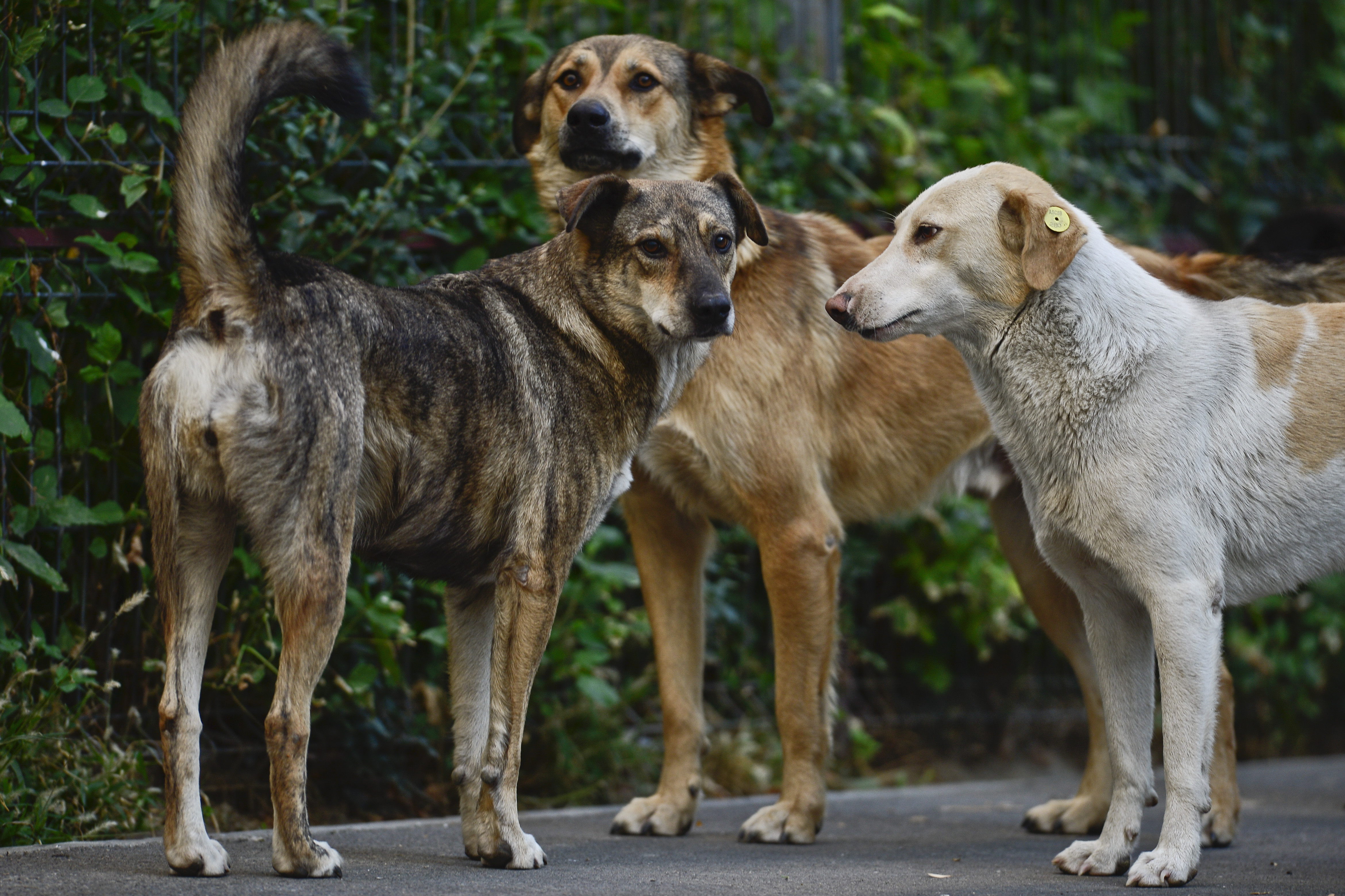Percheziții în patru județe într-un dosar privind eutanasierea ilegală a câinilor fără stăpân. Sunt vizate și primării