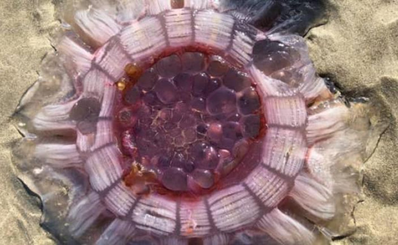 meduza coama de leu