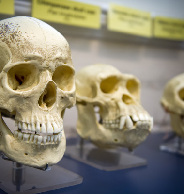 evolutie umana cranii