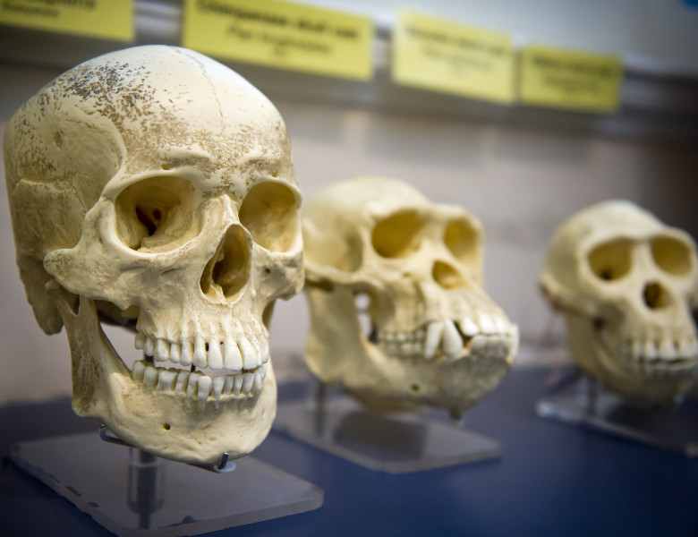 evolutie umana cranii
