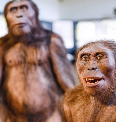 stramosi om evolutie primate