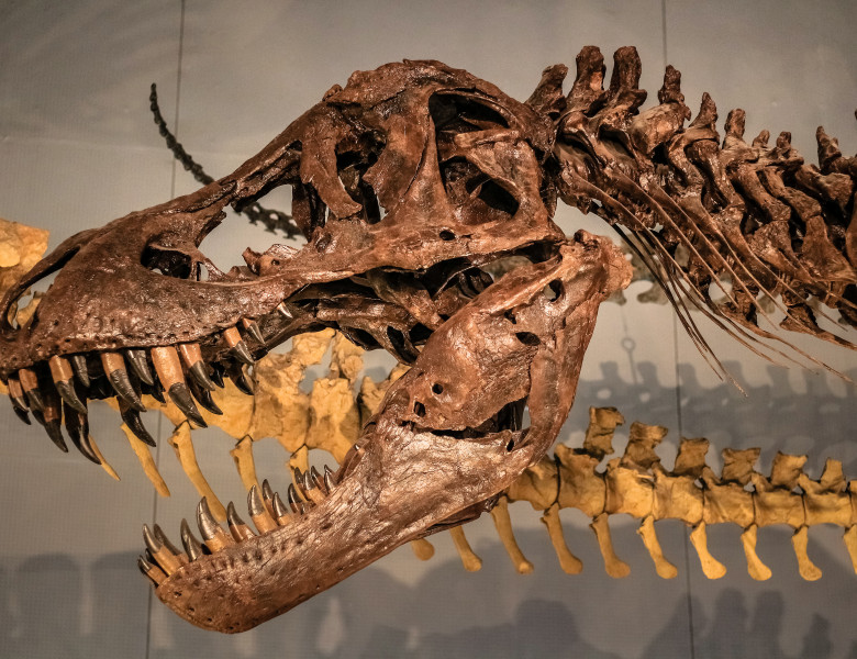 t rex tiranozaur (2)