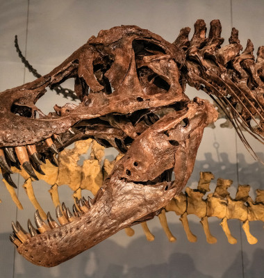 t rex tiranozaur (2)