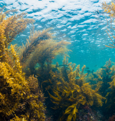 Varec alge in ocean