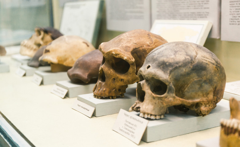 evolutie om cranii