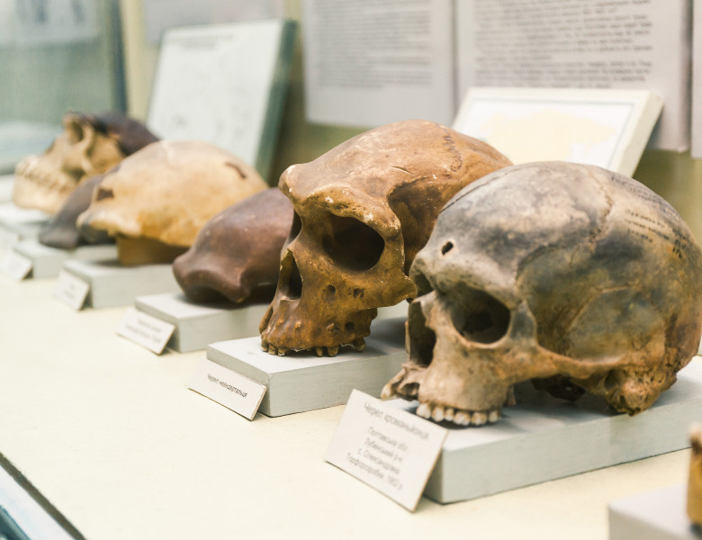 evolutie om cranii