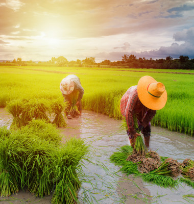 farmer planting rice in farm, Thai traditional plantation