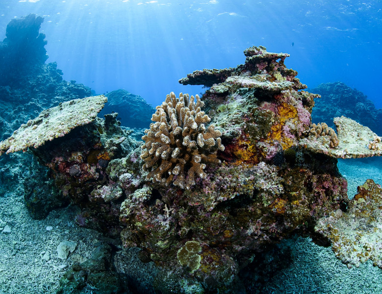 coral pe moarte ocean