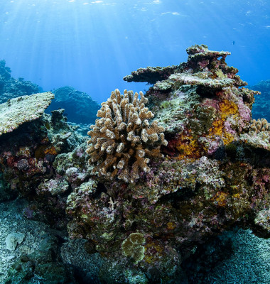 coral pe moarte ocean