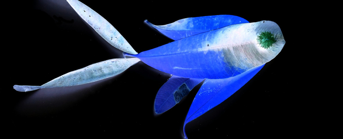 peste fluorescent