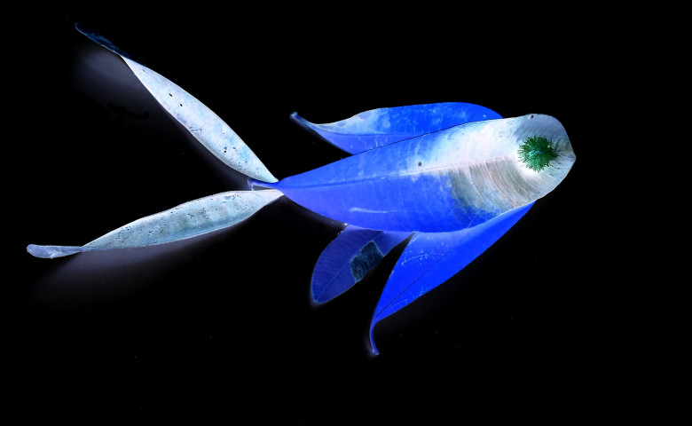 peste fluorescent