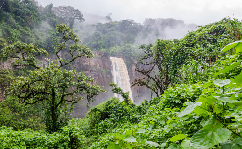 jungla africa camerun