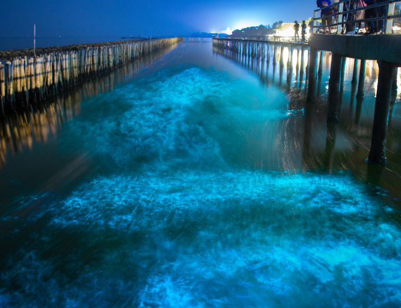 plaja bioluminescenta