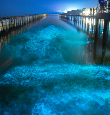 plaja bioluminescenta