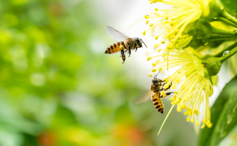Flying,Honey,Bee,Collecting,Pollen,At,Yellow,Flower.,Bee,Flying