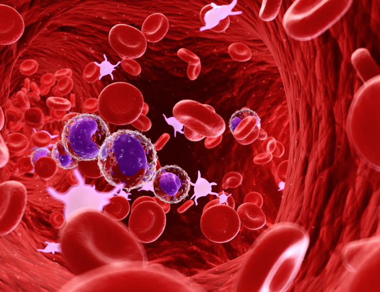 celule-sange