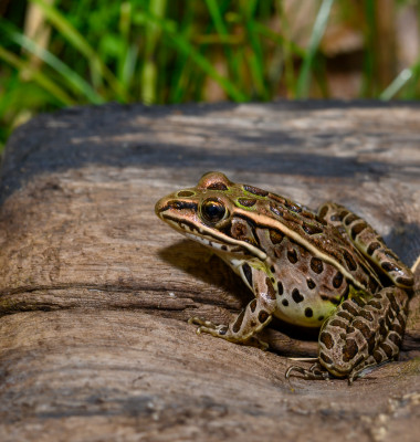 Northern,Leopard,Frog,,Aka,Meadow,Frog,,In,Marshland,At,Presqu'ile