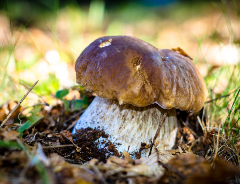 Fused,Porcini,Mushrooms,In,The,Coniferous,Forest,On,A,Sunny