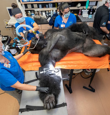 Momentul în care o gorilă e examinată de veterinari a devenit făcut furori pe internet. "Barney" a fost și vaccinat