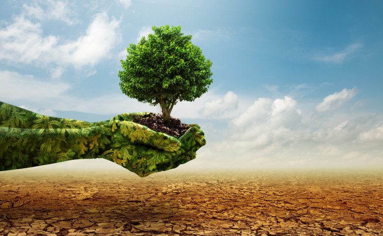 Green,Hands,Holding,Tree,Growing,On,Cracked,Earth.,Saving,Environment