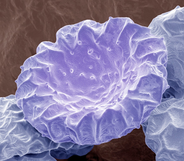 polen la microscop