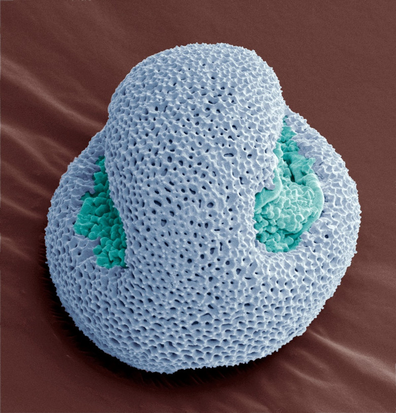 polen la microscop