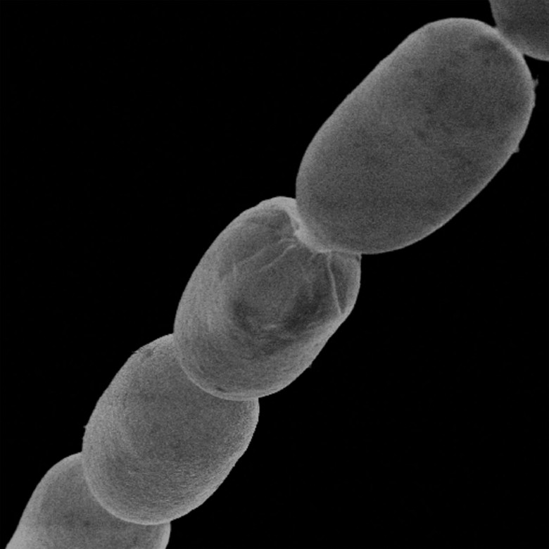 bacterie gigant