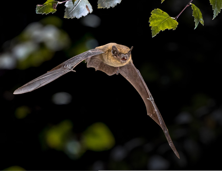 Flying,Pipistrelle,Bat,(pipistrellus,Pipistrellus),Action,Shot,Of,Hunting,Animal