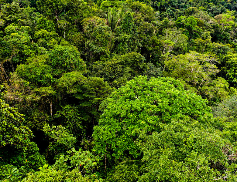 Aerial,View,Of,The,Tree,Canopy,Of,A,Tropical,Rainforest