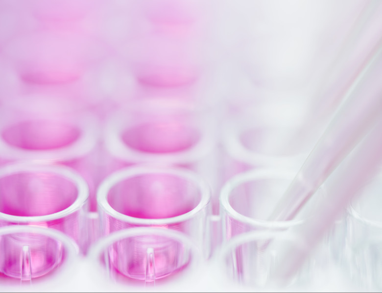 Pipetting,Pink,Liquid,Into,Multi-well,Plate