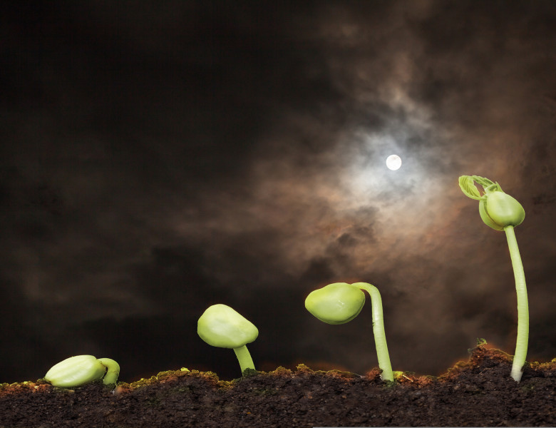 Stock,Image,Of,The,Small,Plant,Growing,With,Moon,Light
