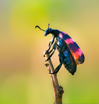 Schimbărilor climatice provoacă o „apocalipsă a insectelor”/ Shutterstock