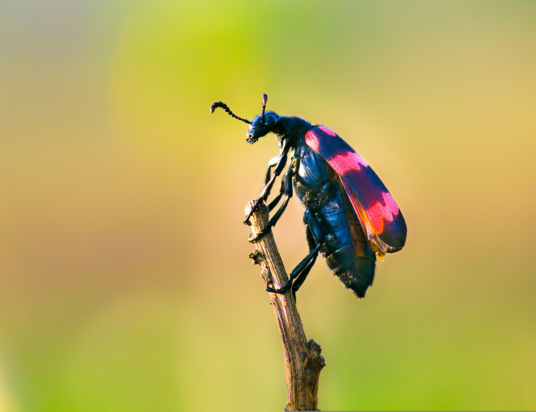 Schimbărilor climatice provoacă o „apocalipsă a insectelor”/ Shutterstock