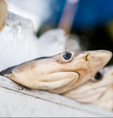 Supa de aripioare de rechin, în atenția conferinţei COP-19/ Shutterstock
